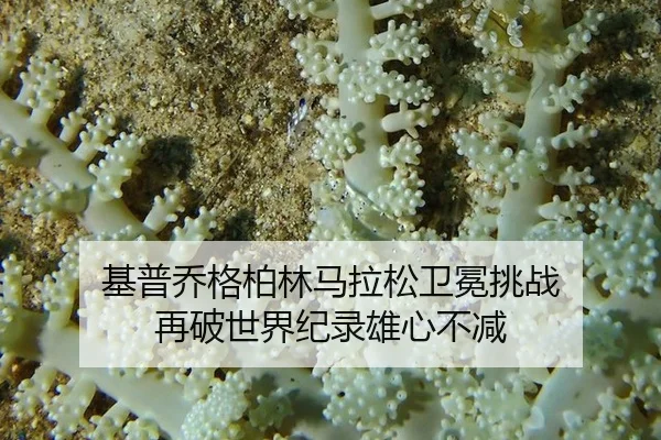 ji-pu-qiao-ge-bo-lin-ma-la-song-wei-mian-tiao-zhan-zai-po-shi-jie-ji-lu-xiong-xin-bu-jian-3-984.jpg